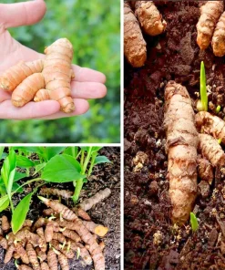 15 Fresh Turmeric Root Plants – Curcuma longa Live Rhizomes Ready for Planting - Image 1