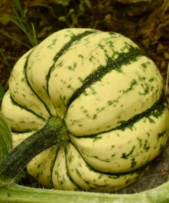 15 Heart of Gold Acorn Squash Seeds - Winter Vegetable Cucurbita Pepo - Image 2