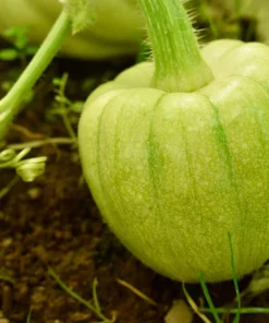 15 Heart of Gold Acorn Squash Seeds - Winter Vegetable Cucurbita Pepo - Image 3