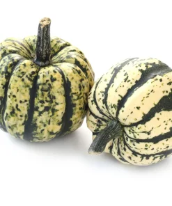 15 Heart of Gold Acorn Squash Seeds - Winter Vegetable Cucurbita Pepo - Image 5