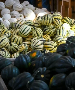 15 Heart of Gold Acorn Squash Seeds - Winter Vegetable Cucurbita Pepo - Image 6
