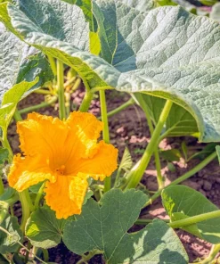 15 Heart of Gold Acorn Squash Seeds - Winter Vegetable Cucurbita Pepo - Image 8