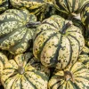 15 Heart of Gold Acorn Squash Seeds - Winter Vegetable Cucurbita Pepo - Image 1