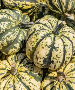 15 Heart of Gold Acorn Squash Seeds - Winter Vegetable Cucurbita Pepo - Image 1