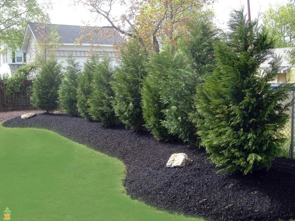 15 Leyland Cypress Trees Live Plant - 6-12 inch Tall, 3 inch Pot, Outdoor - Image 2