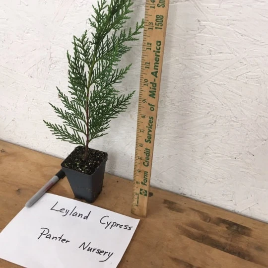 15 Leyland Cypress Trees Live Plant - 6-12 inch Tall, 3 inch Pot, Outdoor - Image 3
