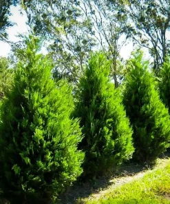 15 Leyland Cypress Trees Live Plant - 6-12 inch Tall, 3 inch Pot, Outdoor - Image 4
