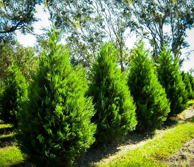15 Leyland Cypress Trees Live Plant - 6-12 inch Tall, 3 inch Pot, Outdoor - Image 4