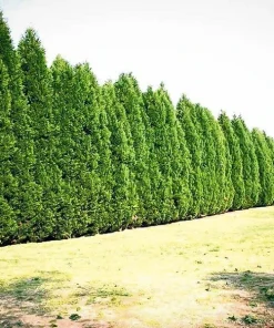 15 Leyland Cypress Trees Live Plant - 6-12 inch Tall, 3 inch Pot, Outdoor - Image 5