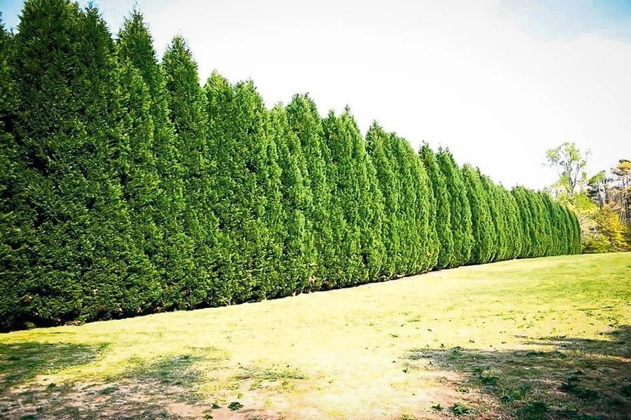 15 Leyland Cypress Trees Live Plant - 6-12 inch Tall, 3 inch Pot, Outdoor - Image 5