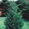 15 Leyland Cypress Trees Live Plant - 6-12 inch Tall, 3 inch Pot, Outdoor - Image 1