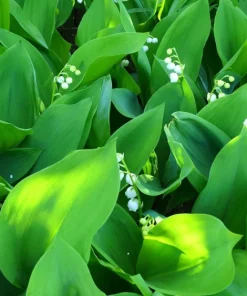 15 Live Fragrant Lily of the Valley Plants - Hardy Perennial Bare Root - Image 2