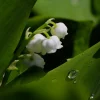 15 Live Fragrant Lily of the Valley Plants - Hardy Perennial Bare Root - Image 1