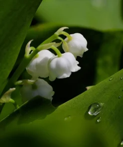 15 Live Fragrant Lily of the Valley Plants - Hardy Perennial Bare Root - Image 1