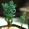 15+ Living Stone Succulent Seeds - Rare Lithops Flower Seeds for Indoor & Outdoor - Image 1
