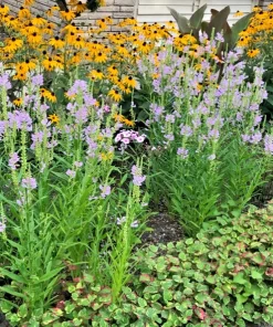 15 Obedient Plant Physostegia Virginiana Perennial Bare Roots - Outdoor Flowers - Image 3