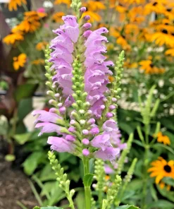 15 Obedient Plant Physostegia Virginiana Perennial Bare Roots - Outdoor Flowers - Image 1