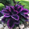 15+ Purple Tip Calathea Flower Seeds - Indoor & Outdoor Perennial Plant - Image 1