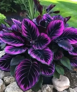 15+ Purple Tip Calathea Flower Seeds - Indoor & Outdoor Perennial Plant - Image 1