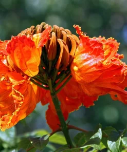 15 Red African Tulip Tree Seeds - Spathodea Campanulata Flame of Forest - Image 10