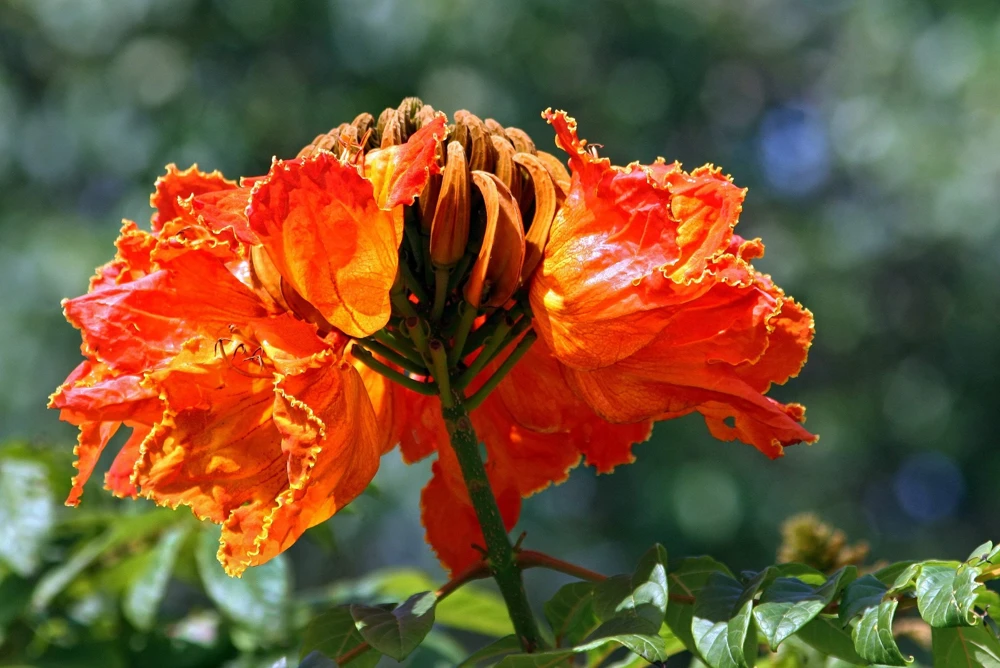 15 Red African Tulip Tree Seeds - Spathodea Campanulata Flame of Forest - Image 10
