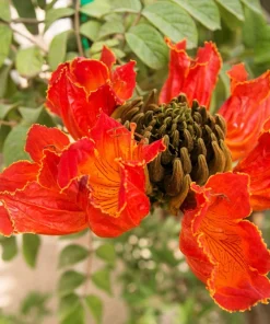 15 Red African Tulip Tree Seeds - Spathodea Campanulata Flame of Forest - Image 11