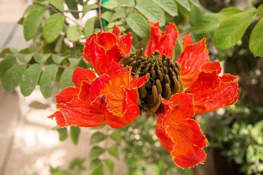 15 Red African Tulip Tree Seeds - Spathodea Campanulata Flame of Forest - Image 11