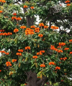 15 Red African Tulip Tree Seeds - Spathodea Campanulata Flame of Forest - Image 12