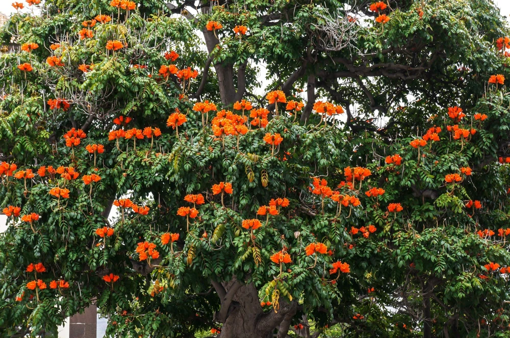 15 Red African Tulip Tree Seeds - Spathodea Campanulata Flame of Forest - Image 12