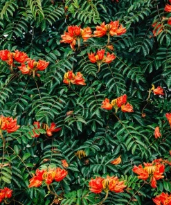 15 Red African Tulip Tree Seeds - Spathodea Campanulata Flame of Forest - Image 13