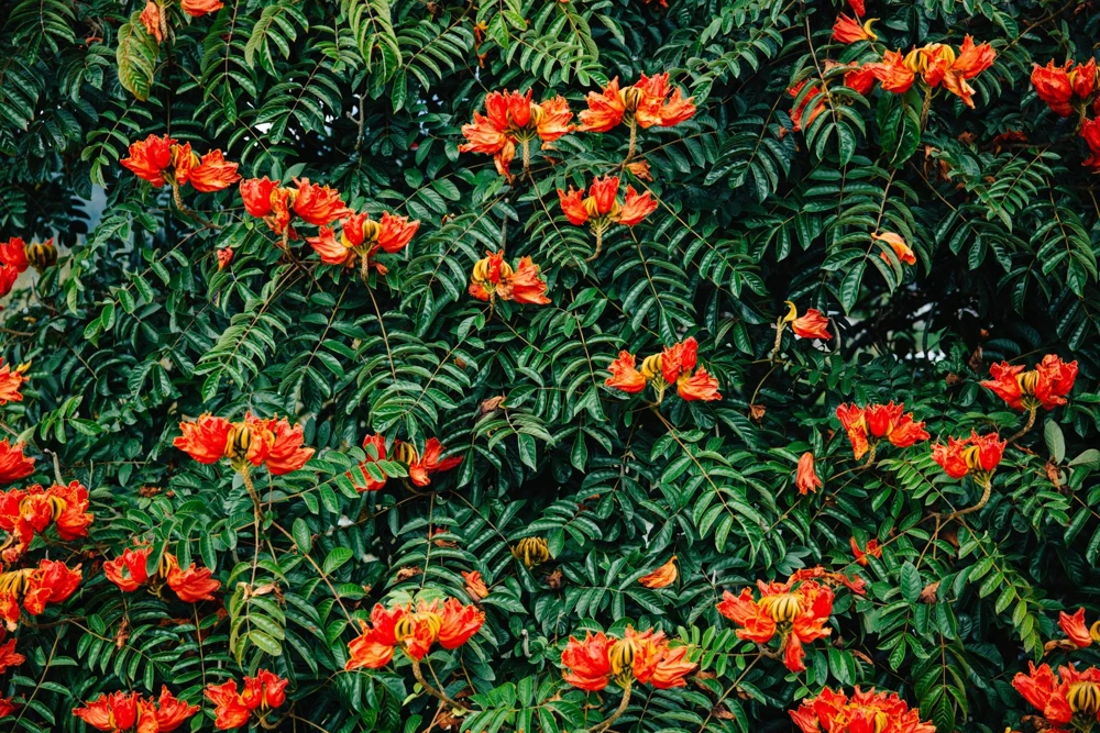 15 Red African Tulip Tree Seeds - Spathodea Campanulata Flame of Forest - Image 13