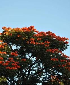 15 Red African Tulip Tree Seeds - Spathodea Campanulata Flame of Forest - Image 14