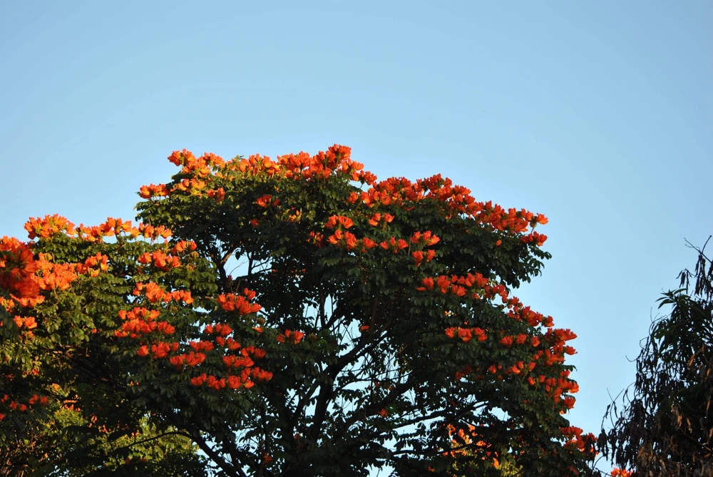 15 Red African Tulip Tree Seeds - Spathodea Campanulata Flame of Forest - Image 14