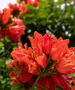 15 Red African Tulip Tree Seeds - Spathodea Campanulata Flame of Forest - Image 15