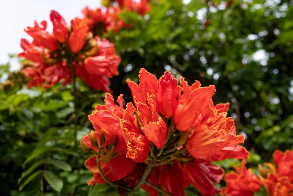 15 Red African Tulip Tree Seeds - Spathodea Campanulata Flame of Forest - Image 15