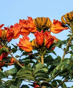 15 Red African Tulip Tree Seeds - Spathodea Campanulata Flame of Forest - Image 16