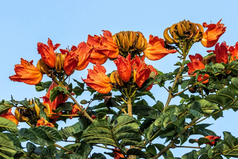 15 Red African Tulip Tree Seeds - Spathodea Campanulata Flame of Forest - Image 16
