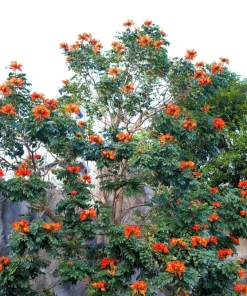 15 Red African Tulip Tree Seeds - Spathodea Campanulata Flame of Forest - Image 17