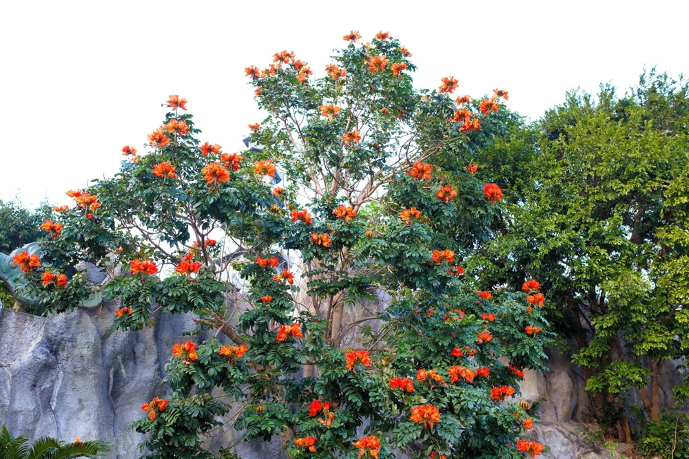 15 Red African Tulip Tree Seeds - Spathodea Campanulata Flame of Forest - Image 17