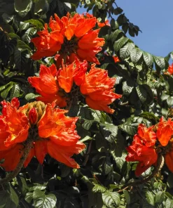 15 Red African Tulip Tree Seeds - Spathodea Campanulata Flame of Forest - Image 2