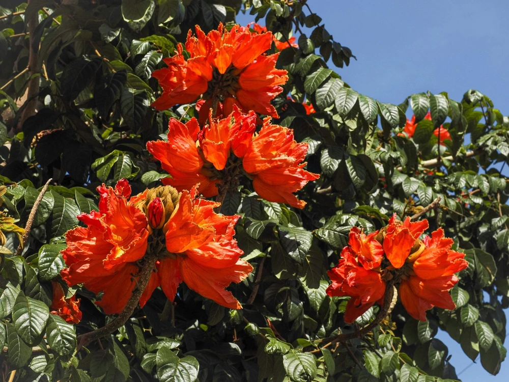 15 Red African Tulip Tree Seeds - Spathodea Campanulata Flame of Forest - Image 2