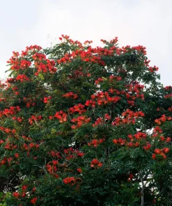 15 Red African Tulip Tree Seeds - Spathodea Campanulata Flame of Forest - Image 3