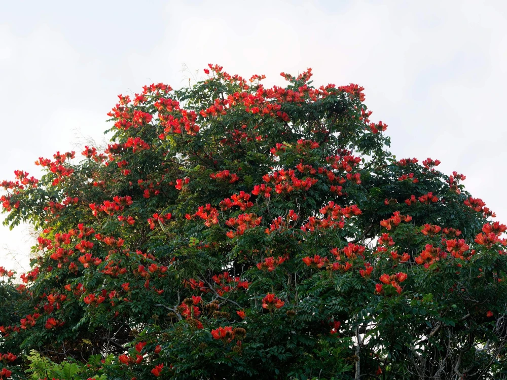 15 Red African Tulip Tree Seeds - Spathodea Campanulata Flame of Forest - Image 3