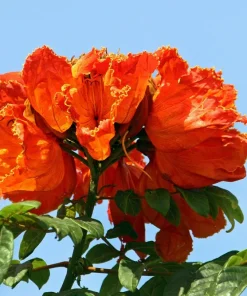 15 Red African Tulip Tree Seeds - Spathodea Campanulata Flame of Forest - Image 4