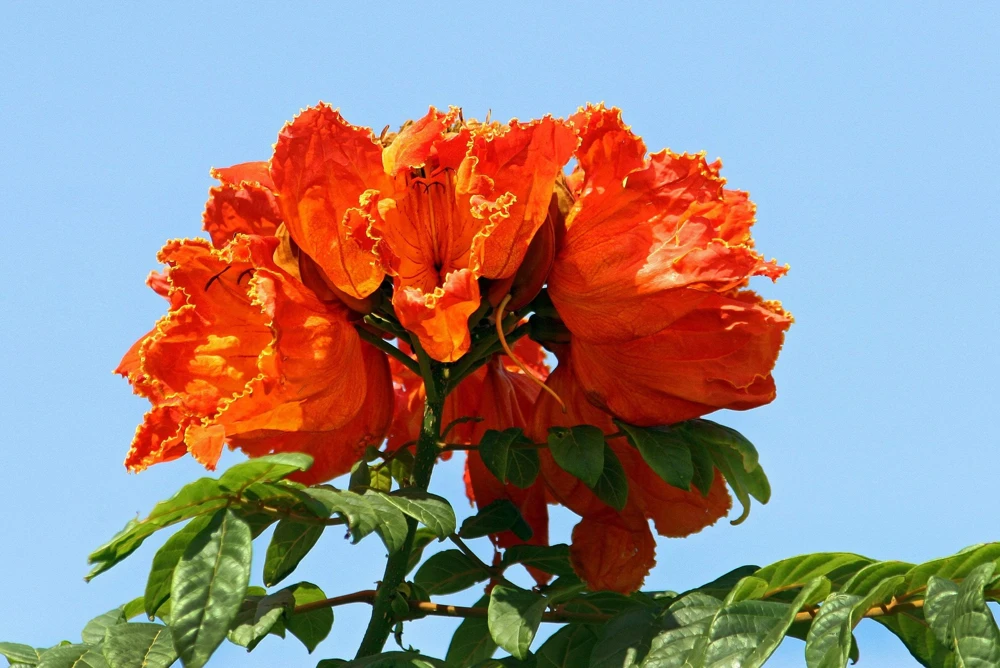 15 Red African Tulip Tree Seeds - Spathodea Campanulata Flame of Forest - Image 4