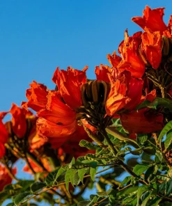 15 Red African Tulip Tree Seeds - Spathodea Campanulata Flame of Forest - Image 5