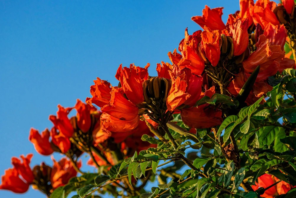 15 Red African Tulip Tree Seeds - Spathodea Campanulata Flame of Forest - Image 5
