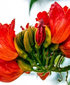 15 Red African Tulip Tree Seeds - Spathodea Campanulata Flame of Forest - Image 6