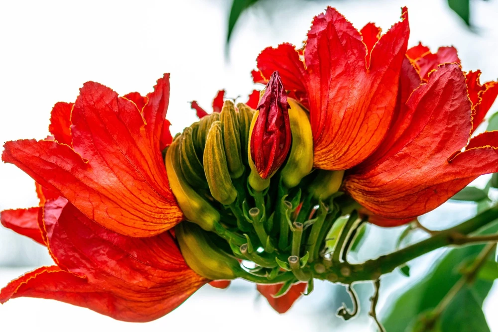 15 Red African Tulip Tree Seeds - Spathodea Campanulata Flame of Forest - Image 6