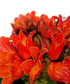15 Red African Tulip Tree Seeds - Spathodea Campanulata Flame of Forest - Image 7